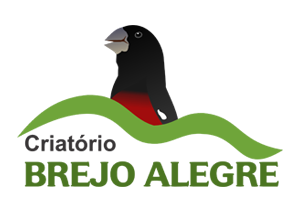 Criatório Brejo Alegre - Curió - Ribeirão Preto/SP