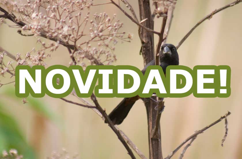 Novidades em breve!!